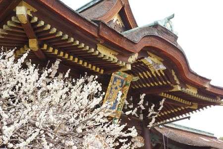 京都 北野天満宮の梅