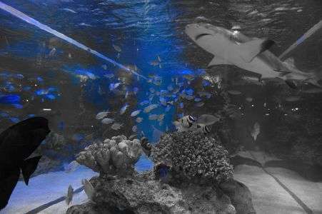 サメを追いかけて・・・難しかった！