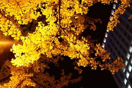 夜を彩る銀杏
