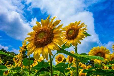 ひまわり！！！