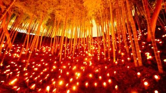 タケヤブヤケタ