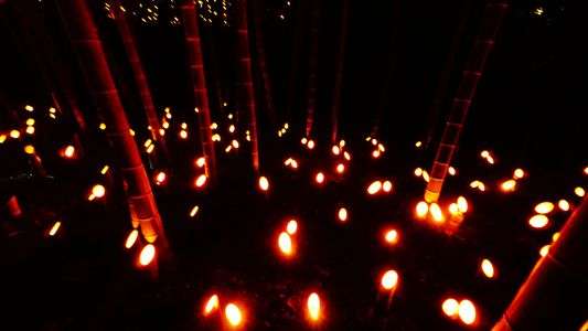 かぐや姫いっぱい