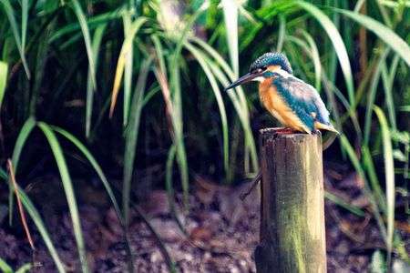 古いスライド風カワセミさん