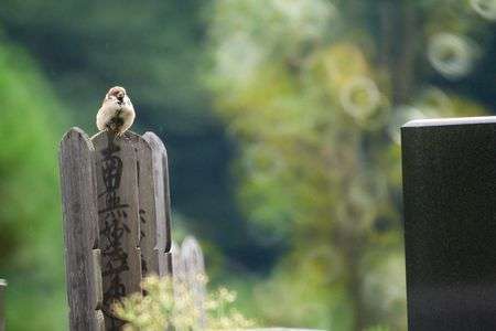 悟りを開いてそうなスズメさん