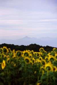 磐梯山を眺めるヒマワリ