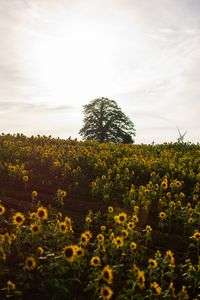 夕方のヒマワリ