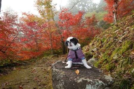 げんぶくんの紅葉狩り