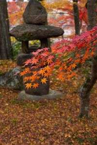 秋　京都　その８