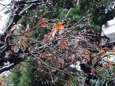 師走の雨