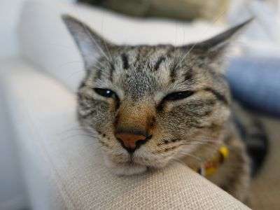 至上のアゴ置き