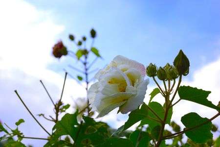 青空と白い花