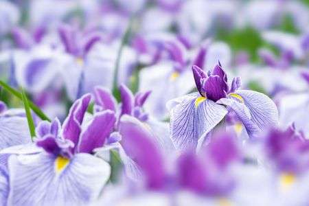 今が旬！花菖蒲