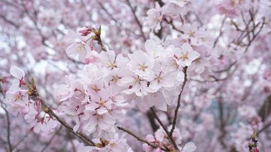 いい天気で桜が咲いてました