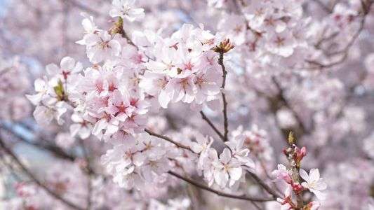 今日も桜を・・笑