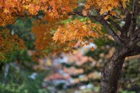 紅葉