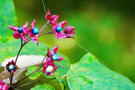 藍色実赤色萼片コントラスト美