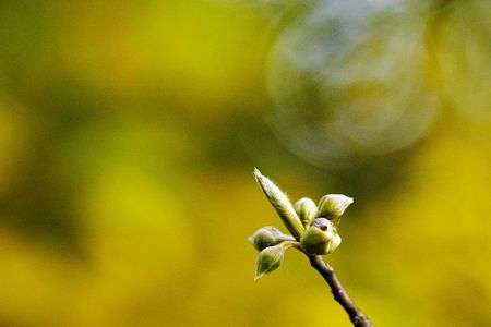 高級楊枝の産毛芽