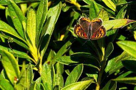 最後の日向ぼっこ