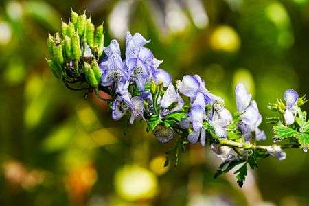 舞楽鳳凰頭の冠に似て