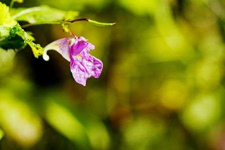 釣下がり横長赤紫色花