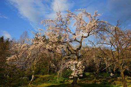 昼夜の早先の桜　