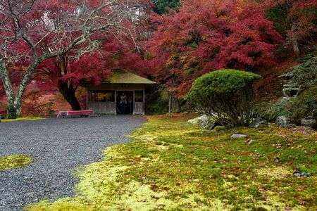 白龍園 -紅葉と苔の共演-