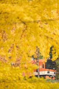 いちょうポケット