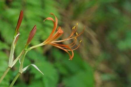 キツネノカミソリ