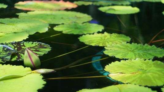 睡蓮が咲く前