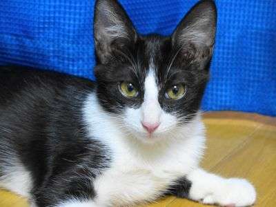 我が家のやんちゃ娘