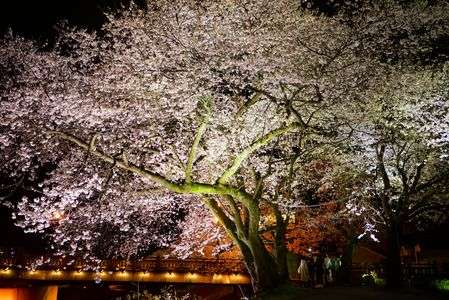足羽川の夜桜③