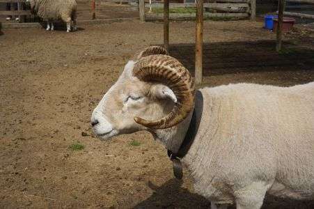 マザー牧場の羊