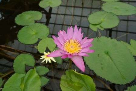 ピンク＆イエローが綺麗