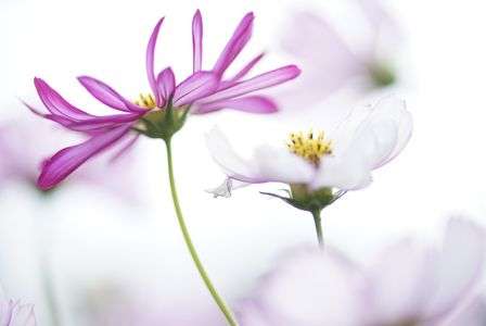 曇り空とコスモス