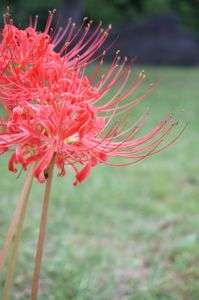雨の日の彼岸花