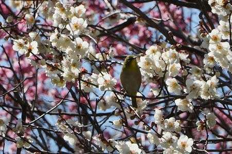 いなざわ梅まつり（2015）