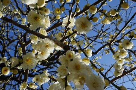 いなざわ梅まつり（2015）