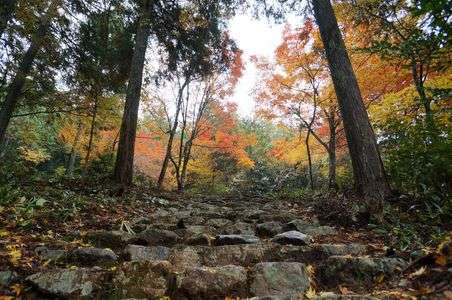 もみじ谷(2016.11.20)