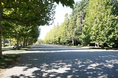 ずーっと続く木々。