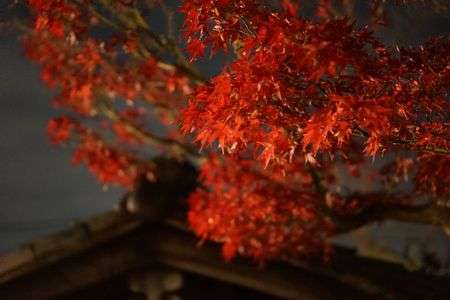 あともう少しで・・・・・秋