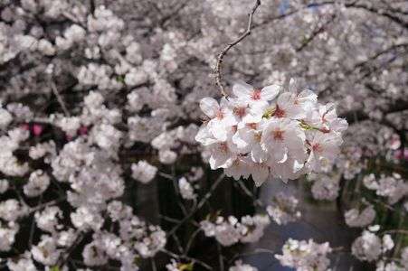 目黒川を春色に染める桜たち　②