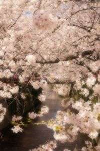 目黒川を春色に染める桜たち　③