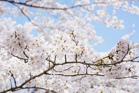 のんびりカメラを使う