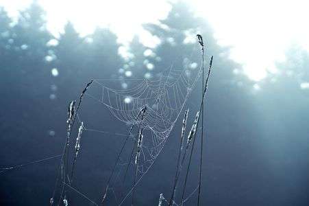 霧の中、蜘蛛の巣。北海道ニセコ、早朝。