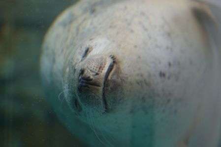 ごまちゃん＠京都水族館