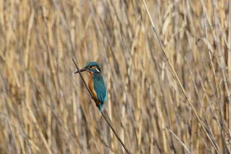 倉敷市の鳥　カワセミ