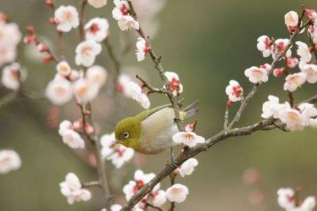 梅とメジロ