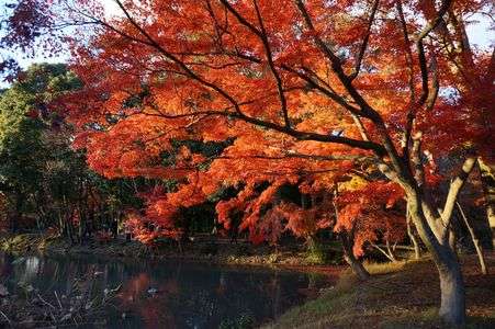 京都さんぽ＊autumn