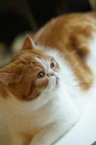 窓をにゃがめる。