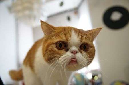 飛び出すアタマ